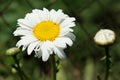 White camomile, close up. Beautiful white flower Royalty Free Stock Photo