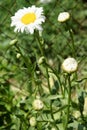 White camomile, close up. Beautiful white flower Royalty Free Stock Photo