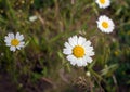 White Camomile field on a background of grass Royalty Free Stock Photo