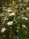 White camomile field Royalty Free Stock Photo