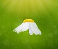 White camomile flower on abstract green card. Floral blossoms background Royalty Free Stock Photo