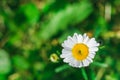 White camomile flower on a background of a green meadow