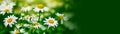 White camomile flower on blur green grass horizontal background Royalty Free Stock Photo