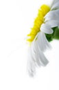 White camomile flower close-up Royalty Free Stock Photo