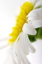 White camomile flower close-up Royalty Free Stock Photo