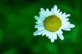 White camomile flower on the close-up and green background Royalty Free Stock Photo