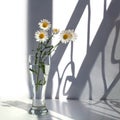 White camomile flowers in a glass vase with water on a white background in sunlight and curves shadows Royalty Free Stock Photo