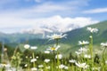 White camomile flowers on green meadow on hill on blurred background of snowy mountains in clear sunny summer day. Royalty Free Stock Photo