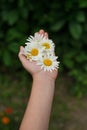 White camomile flowers in hand on Green background