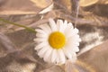 White camomile on a golden background. Summer flower. Summer Royalty Free Stock Photo