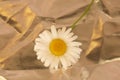 White camomile on a golden background. Summer flower. Summer Royalty Free Stock Photo