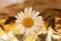 White camomile on a golden background. Summer flower. Summer Royalty Free Stock Photo