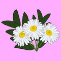 White camomile bouquet