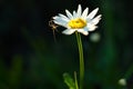 White camomile and small spider.