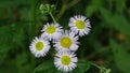 White camomile wild flower on a green background. Background picture. Royalty Free Stock Photo