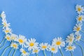 White camomiles on a blue background Royalty Free Stock Photo