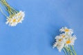 White camomiles on a blue background Royalty Free Stock Photo