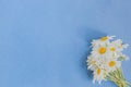 White camomiles on a blue background Royalty Free Stock Photo