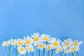 White camomiles on a blue background Royalty Free Stock Photo