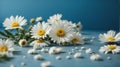 White camomiles on a blue background empty space for your text, flat lay Royalty Free Stock Photo