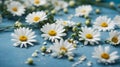 White camomiles on a blue background empty space for your text, flat lay Royalty Free Stock Photo