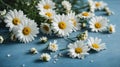 White camomiles on a blue background empty space for your text, flat lay Royalty Free Stock Photo