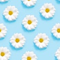 White camomiles on a blue background. Seamless pattern. Royalty Free Stock Photo