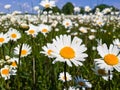 White camomiles on blue sky background Royalty Free Stock Photo