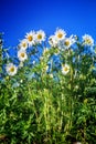 Group of white camomiles Royalty Free Stock Photo