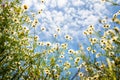 White camomiles on blue sky background Royalty Free Stock Photo