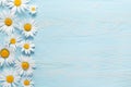 White camomiles on a blue wooden background. Beautiful spring composition, template for design with place for text Royalty Free Stock Photo