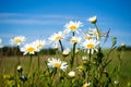 White camomiles close-up. Wildflowers on a background of blue sky. Royalty Free Stock Photo