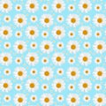 on the blue background seamless pattern with Camomiles