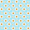 on the blue background seamless pattern with Camomiles Royalty Free Stock Photo