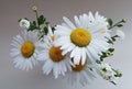 Bouquet of daisies on a white background Royalty Free Stock Photo