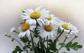 Bouquet of daisies on a white background Royalty Free Stock Photo