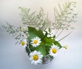 Bouquet of daisies on a white background Royalty Free Stock Photo