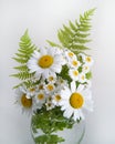 Bouquet of daisies on a white background Royalty Free Stock Photo