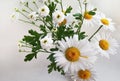 Bouquet of daisies on a white background Royalty Free Stock Photo