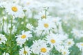 White camomiles meadow blooming in summer Royalty Free Stock Photo