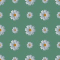 Camomiles. Delicate white flowers. Repeating vector pattern. Isolated green background. Snow-white daisies. Royalty Free Stock Photo
