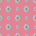 Camomiles. Delicate white flowers. Repeating vector pattern. Isolated pink background. Snow-white daisies. Royalty Free Stock Photo