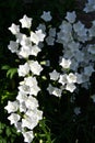 Beautiful white campanula carpatica in bloom
