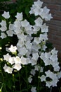 Beautiful white campanula carpatica in bloom