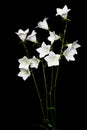 White Campanula flower on black background