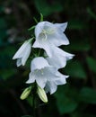 Spring white Campanula floweron garden.