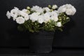 White campanula in flowerpot isolated on black