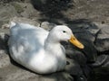 White Campbell domestic breed back yard duck lying down.