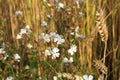 White campion flowers close-up in blurry grain field by soft sunlight