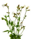 White campion flower